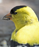 Goldfinch 0987